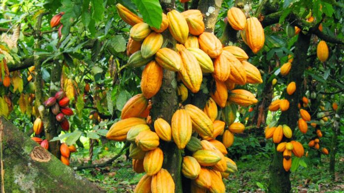 tetteh